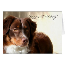 Happy Birthday Australian Shepherd greeting card