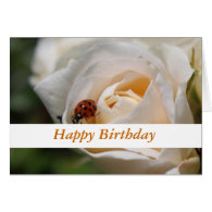 Happy birthday. Beautiful white rose flower Cards