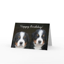 Happy Birthday Bernese pups greeting card