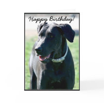 Happy Birthday Black Great  Dane greeting card