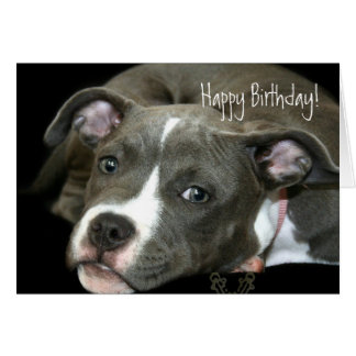 Pitbull Birthday Cards | Zazzle