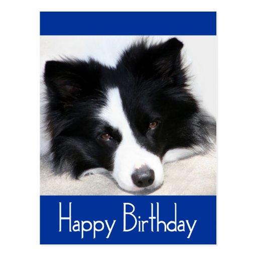Happy Birthday Border Collie Puppy Dog Post Card Zazzle
