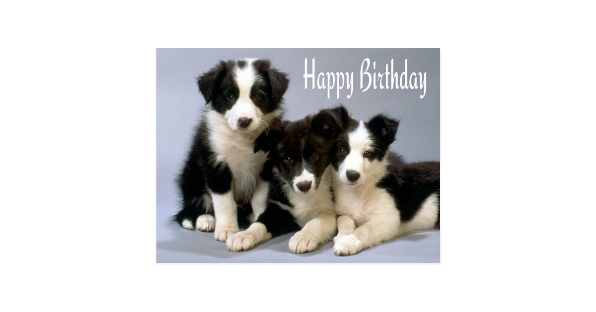Happy Birthday Border Collie Puppy Dog Post Card Zazzle