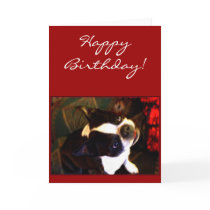 Happy Birthday Boston Terrier greeting card
