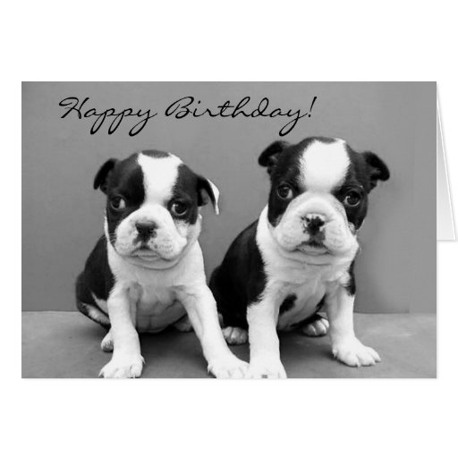 Happy Birthday Boston Terrier greeting card | Zazzle