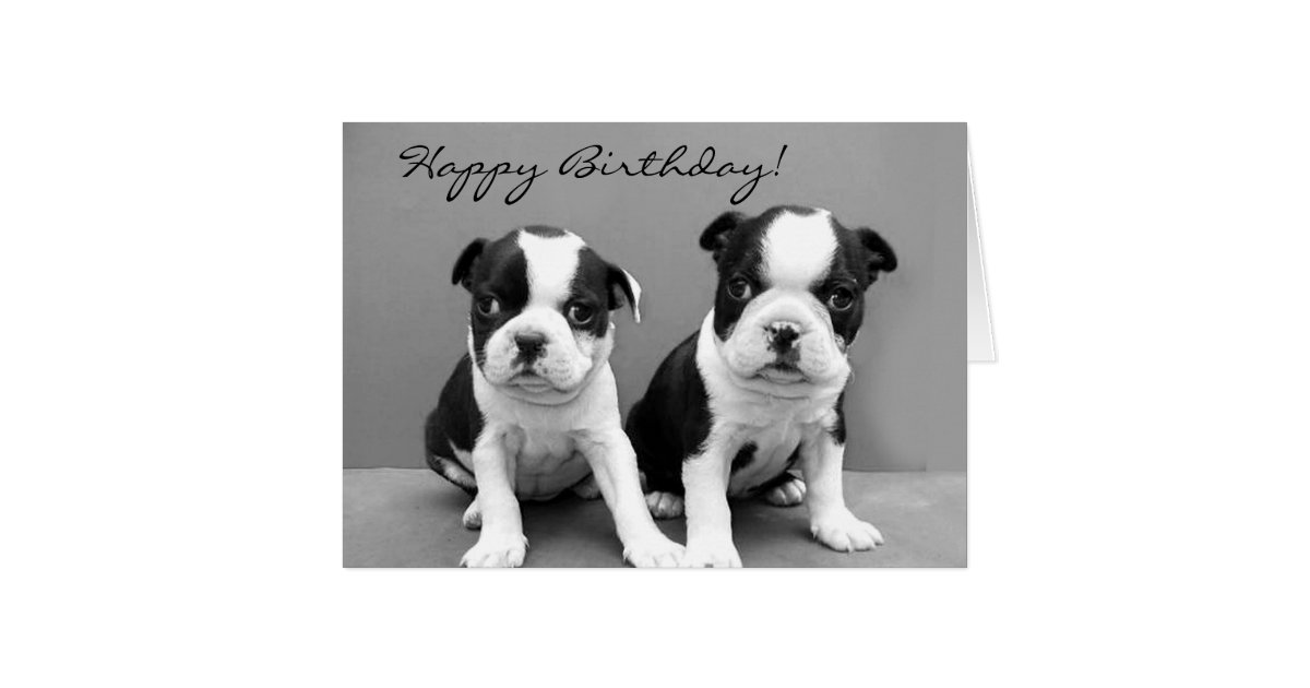 Happy Birthday Boston Terrier greeting card | Zazzle
