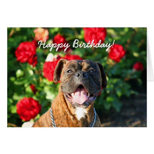 Happy Birthday Boxer dog greeting card Zazzle