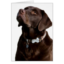 Happy Birthday Brown Labrador Retriever Puppy Card