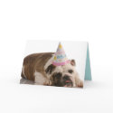 Happy Birthday Bull Dog Card