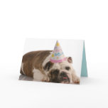 Happy Birthday Bull Dog Card