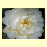 Happy Birthday Camellia cards