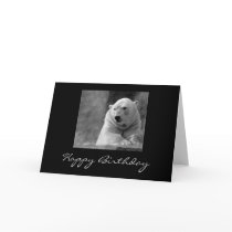 Happy Birthday cards