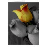 Happy Birthday Card-Rose