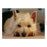 Happy Birthday Card - Westie Card
