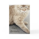 Happy Birthday Cat Card
