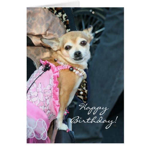 Happy Birthday Chihuahua Greeting Card Zazzle