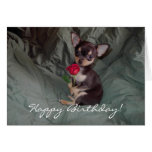 Happy Birthday Chihuahua Puppy Card cards