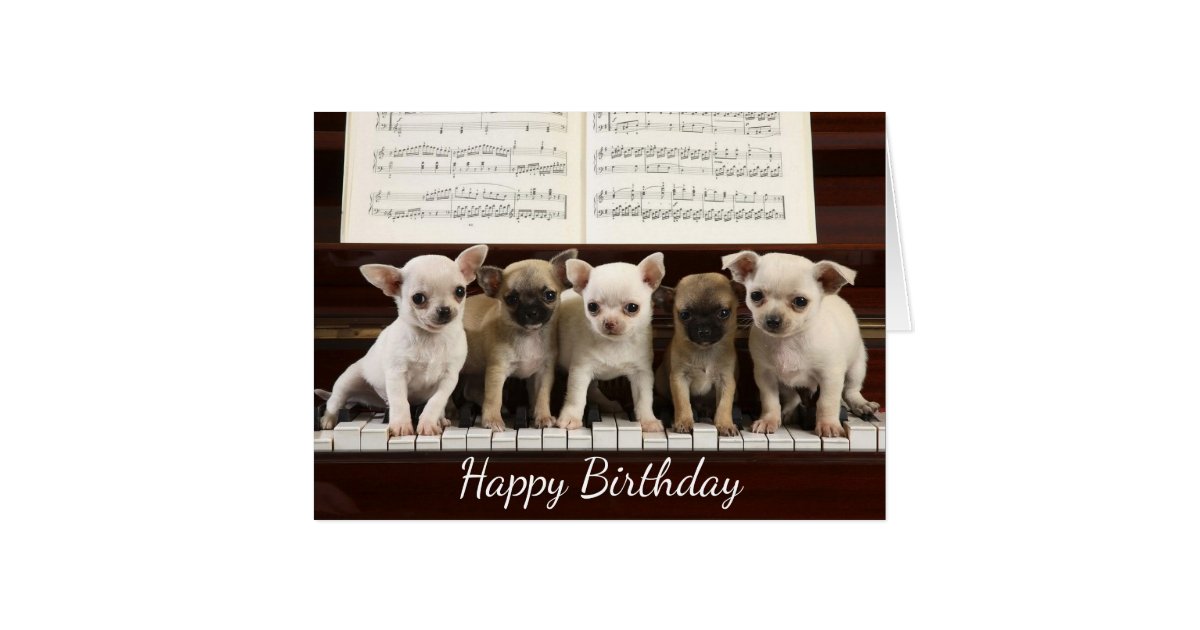 Happy Birthday Chihuahua Puppy Dog Chewawa Card Zazzle