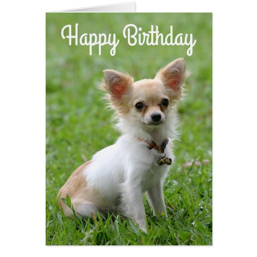 Happy Birthday Chihuahua Puppy Dog Greeting Card Zazzle
