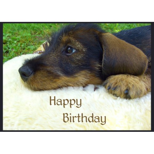 Happy Birthday, cute Dachshund puppy card