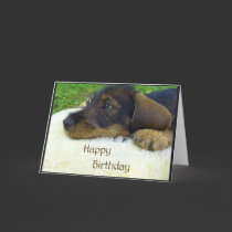 Happy Birthday, cute Dachshund puppy cards