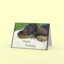 Happy Birthday, cute Dachshund puppy cards