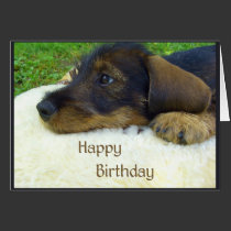 Happy Birthday, cute Dachshund puppy cards