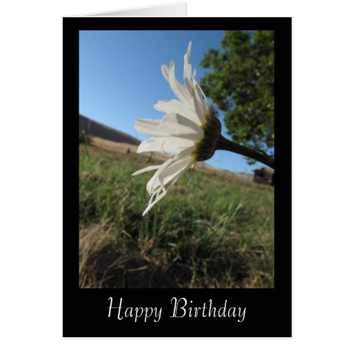 Happy Birthday Daisy Card