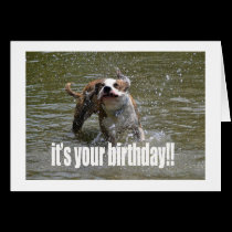 HAPPY BIRTHDAY DOG LOVER CARD cards