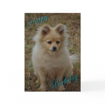 Happy Birthday Dog Pomeranian Birthday wishes Greeting Cards by GOLDENJACKAL