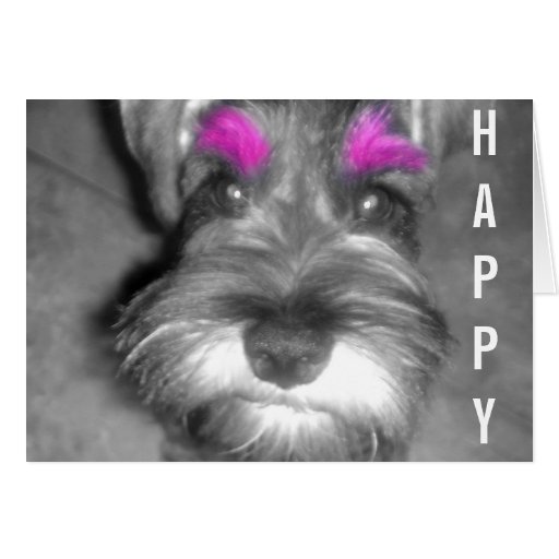 Happy Birthday Dude Miniature Schnauzer Puppy Card Zazzle