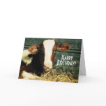 Happy Birthday Farmer - Brown and White Calf cards
