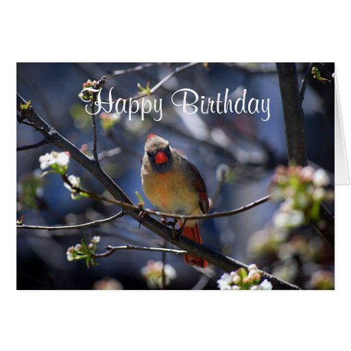 Happy Birthday Female Cardinal in Flowering Tree Card | Zazzle