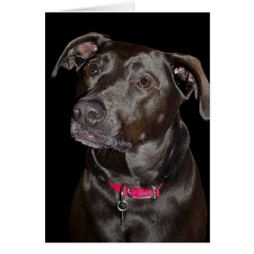 Happy Birthday from Bella-Dog Card
