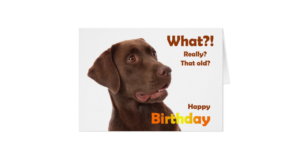 Happy Birthday fun card with Labrador dog | Zazzle