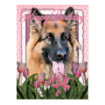 Happy Birthday - German Shepherd - Long Haired Post Cards