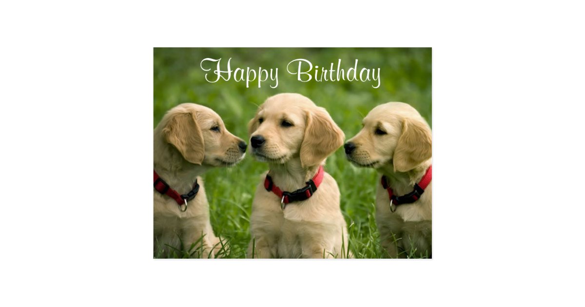 happy golden retriever puppy happy birthday golden retriever puppies postcard zazzle happy golden retriever puppy happy birthday golden retriever puppies postcard zazzle