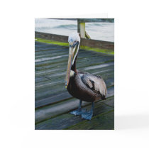 Happy Birthday/Greeting Card