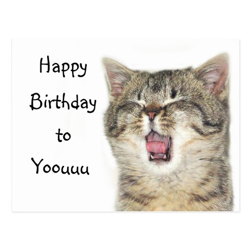 happy birthday kitten 