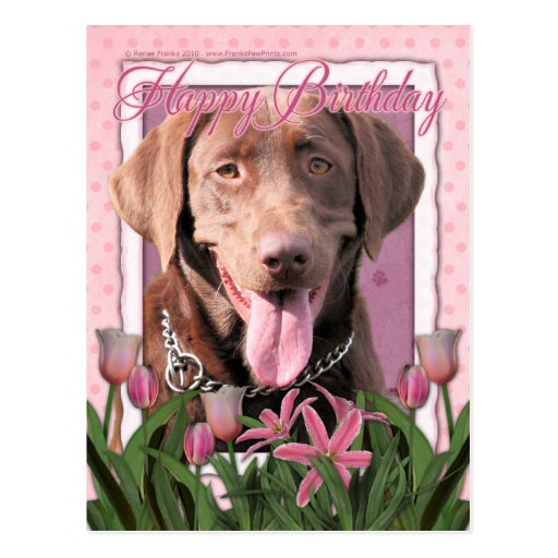 Happy Birthday Labrador Chocolate Postcard Zazzle