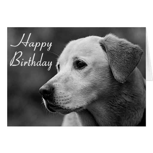 Happy Birthday Labrador Retriever Puppy Card Zazzle