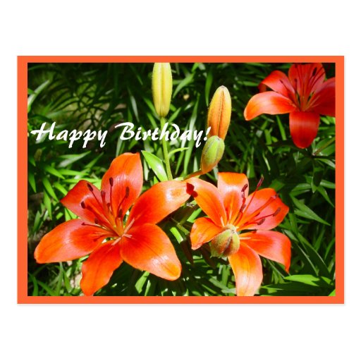Happy Birthday Lilies Postcard Zazzle