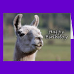 Happy Birthday llama | llama happy birthday cards