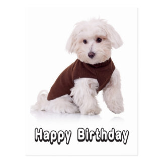 Maltese Puppy Birthday Cards | Zazzle