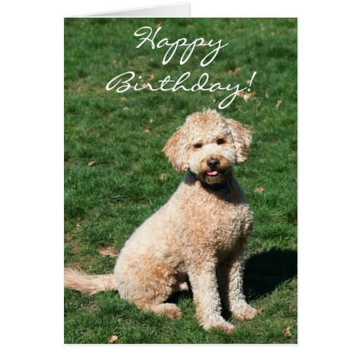 Happy Birthday Mini Goldendoodle Greeting Card Zazzle
