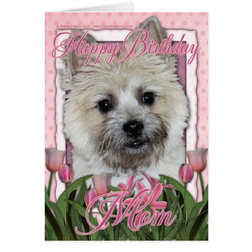 cairn terrier teddy