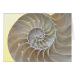 Happy Birthday Nautilus Shell Card