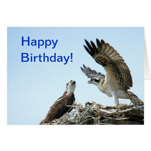 happy_birthday_osprey_flapping_wings_card-r28e4e7abeada422880af5eee1d8f65cc_xvuak_8byvr_512.jpg
