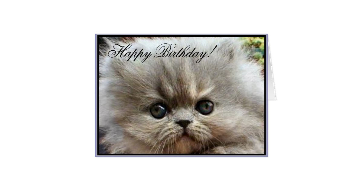 Happy Birthday Persian kitten greeting card Zazzle