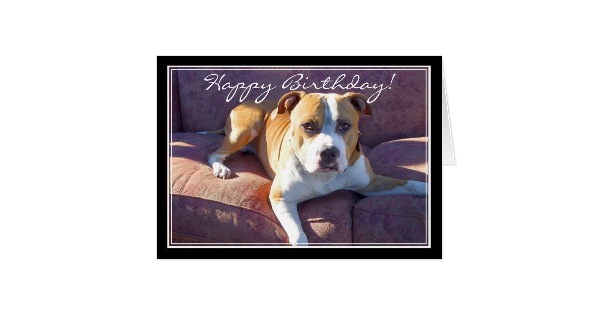 Happy Birthday Pitbull Dog Card 